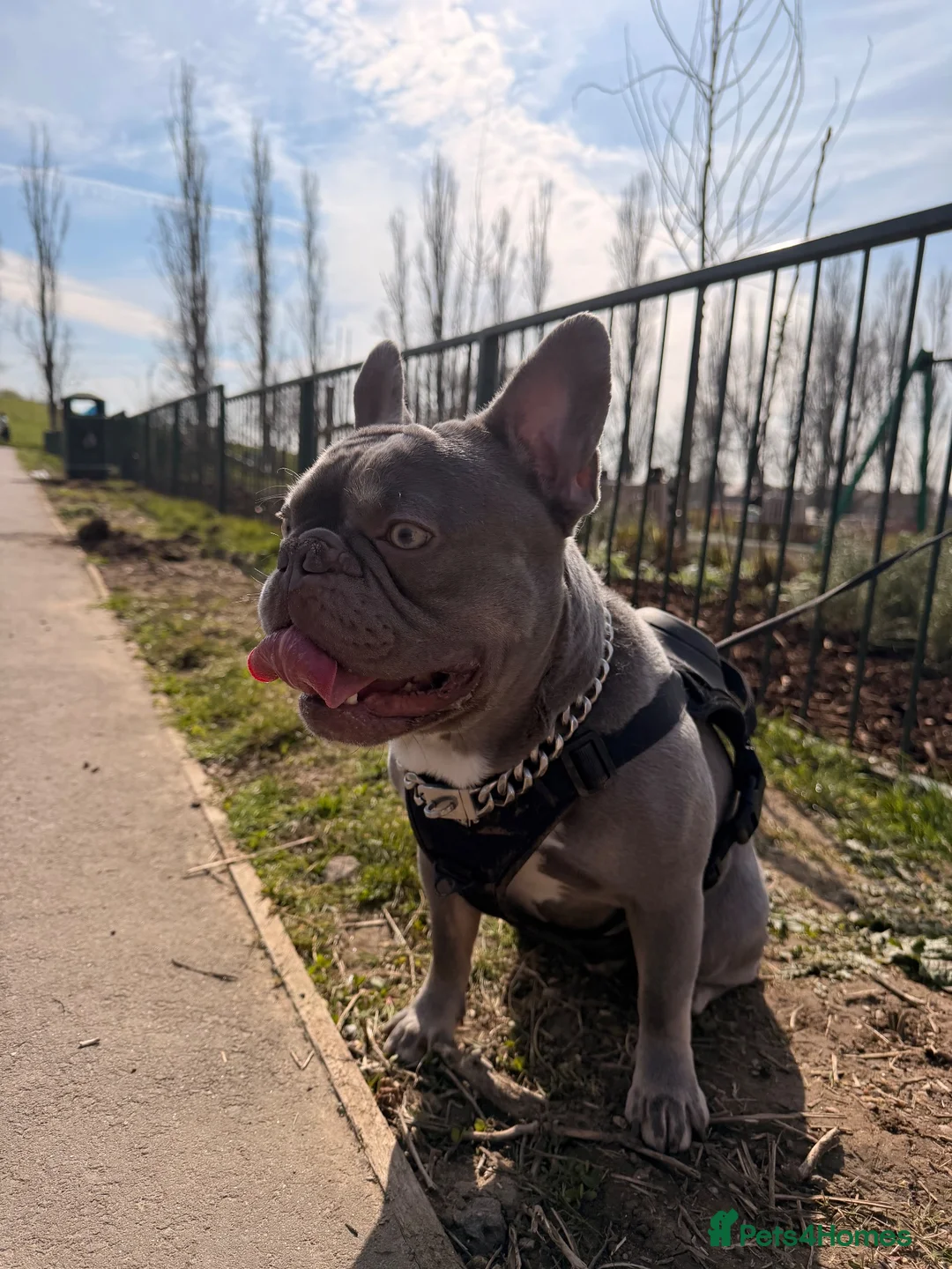 French Bulldog dogs for stud: 🔥 Stunning KC Registered Blue French Bulldog  in Wembley - Advert 2