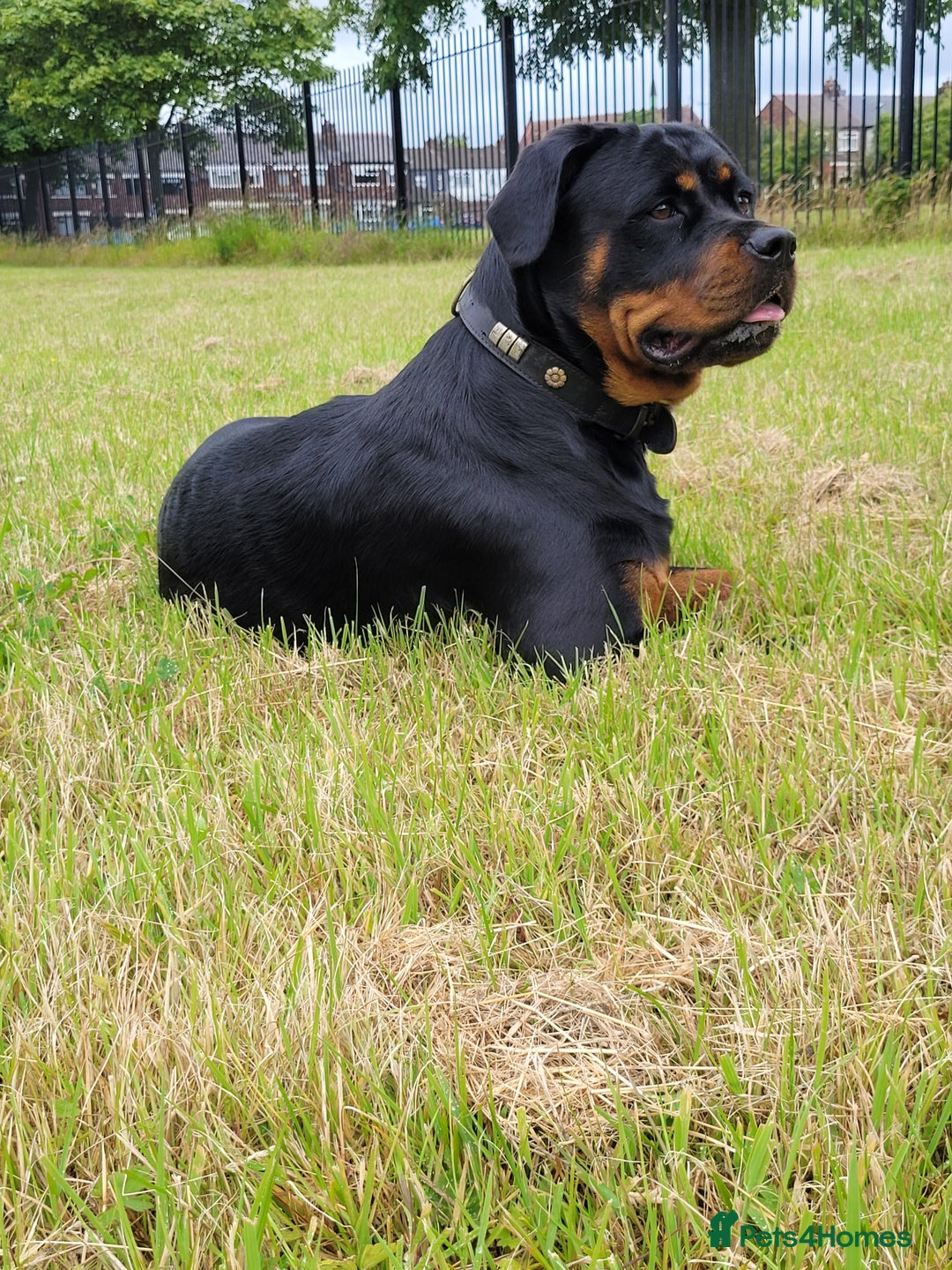 Rottweiler dogs for sale: (KC) REX & DELLAS FINAL LITTER OF QUALITY PUPS - Image 24