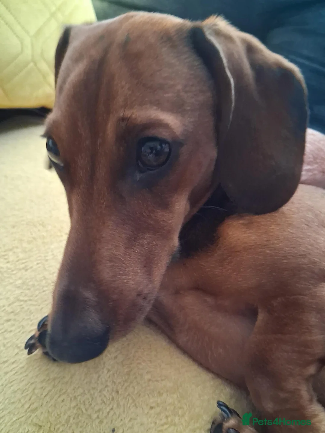 Dachshund dogs for sale: Mini dachshund  in Stockton-on-Tees - Advert 2