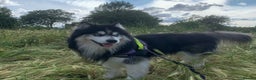 Siberian Husky dogs for stud: Woolly husky available for stud - Advert 6