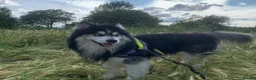 Siberian Husky dogs for stud: Woolly husky available for stud - Advert 6