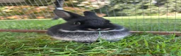 Netherland Dwarf rabbits for sale: 2 female purebred Netherland dwarf rabbits  - Advert 7