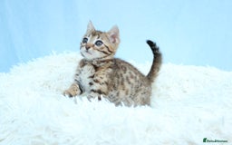 Bengal cats for sale: 🔥Stunning Bengal kittens Available🔥 - Image 14