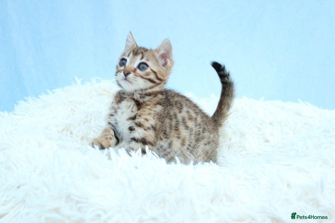 Bengal cats for sale: 🔥Stunning Bengal kittens Available🔥 - Image 14