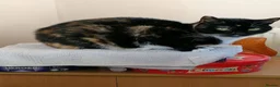 Mixed Breed cats for sale: 2 female adult cats looking for their new ho w in Enfield - Advert 7