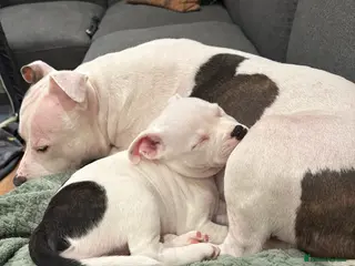 Staffordshire Bull Terrier dogs Staffordshire bull terrier girl - Advert 1