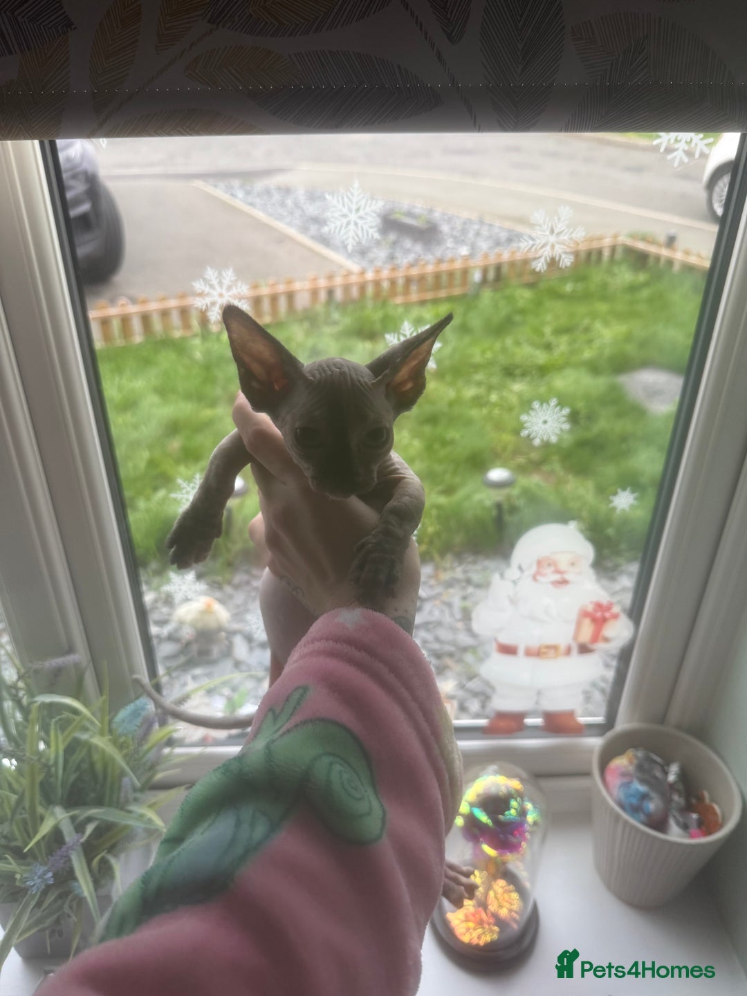 Sphynx cats for sale: Female bambino Sphynx  - Advert 3