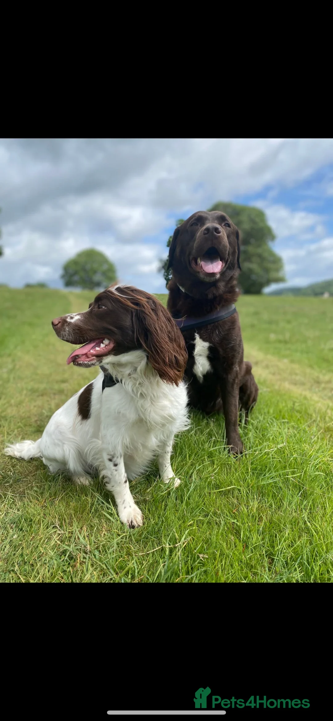 Springador dogs for sale: Beautiful Springador Puppies for Sale 🐾 - Advert 2