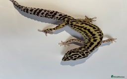Gecko reptiles for sale: Breeding Adults Leopards and African Fat Tails  - Image 3