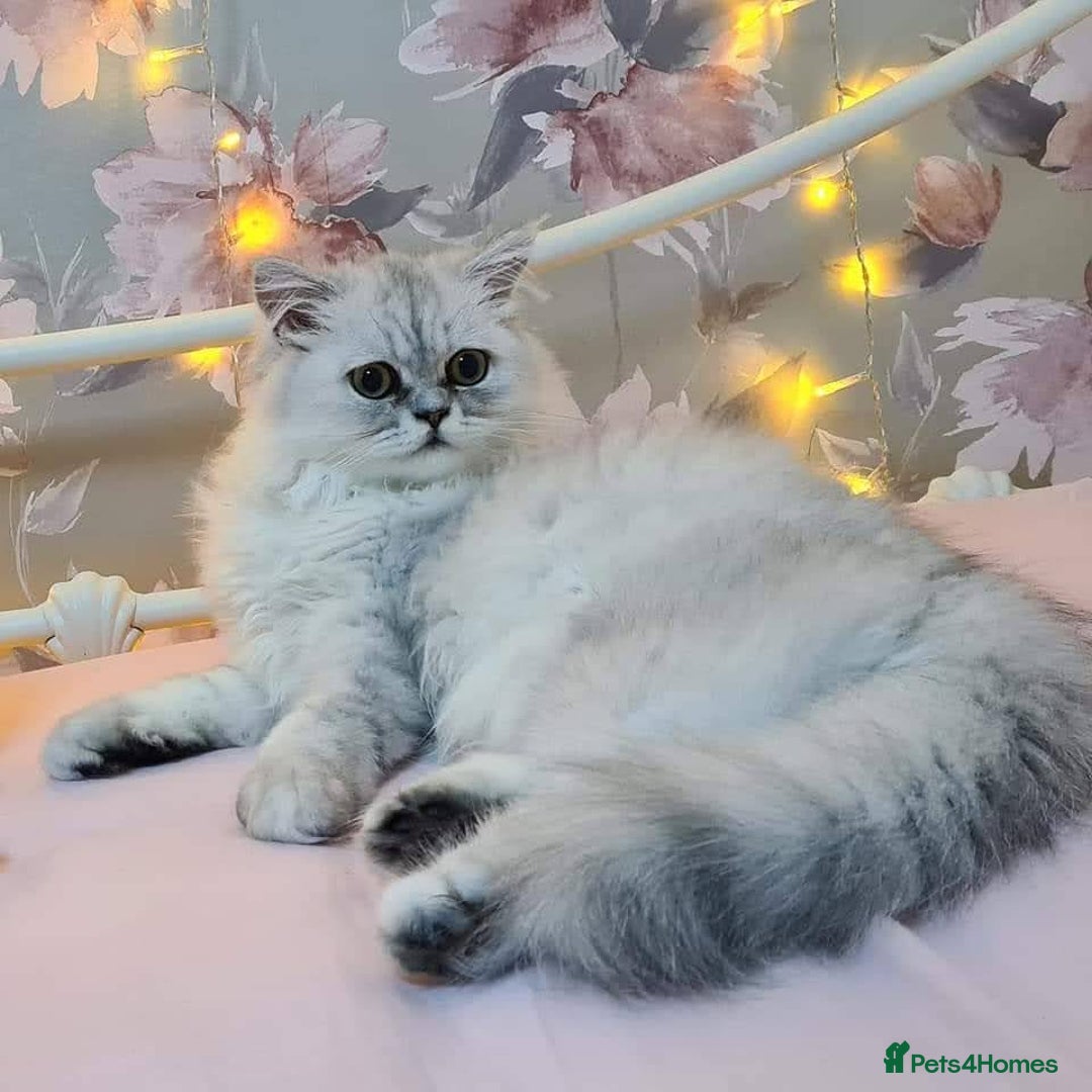 Persian cats for sale: Pure chinchilla Persian  - Image 6