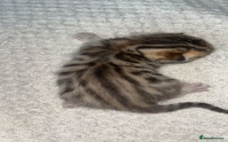 Bengal cats for sale: 2 bengal x Egyptian mau kittens  - Image 4