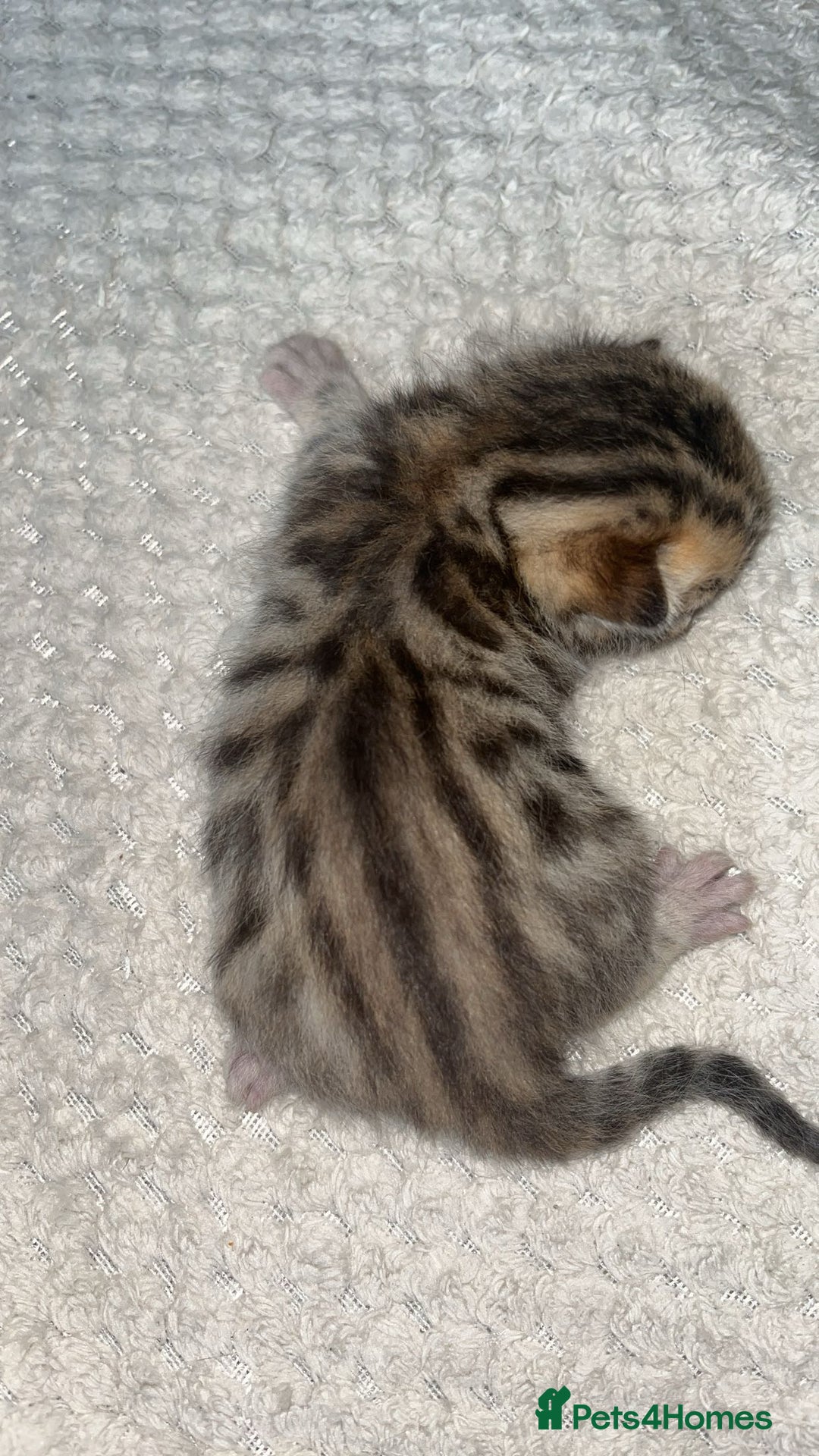 Bengal cats for sale: 2 bengal x Egyptian mau kittens  - Image 4