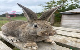 Continental Giant rabbits for sale: Pure breed very large Giant continental rabbits  - Image 8