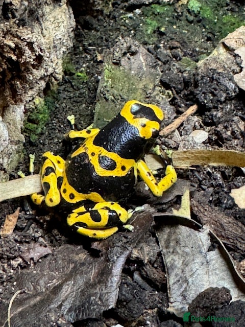Frog reptiles Dendrobates Leucomelas Bumble Bee Frogs - Advert 5