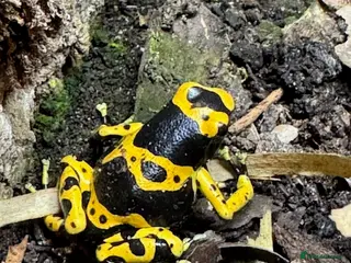 Frog reptiles Dendrobates Leucomelas Bumble Bee Frogs - Advert 1