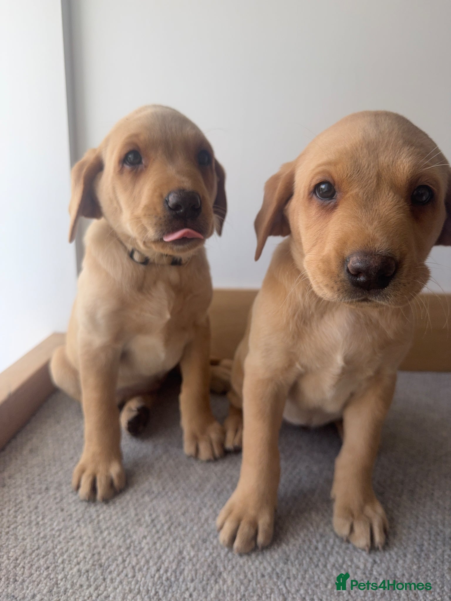 Labrador Retriever dogs Fox red Working labrador puppies for sale - Advert 13