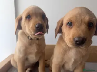 Labrador Retriever dogs Fox red Working labrador puppies for sale - Advert 13
