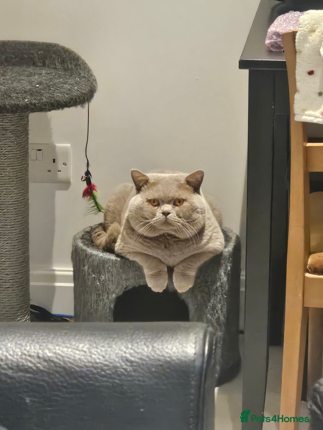 British Shorthair cats for sale: GCCF Active British Shorthair Kittens  - Image 3