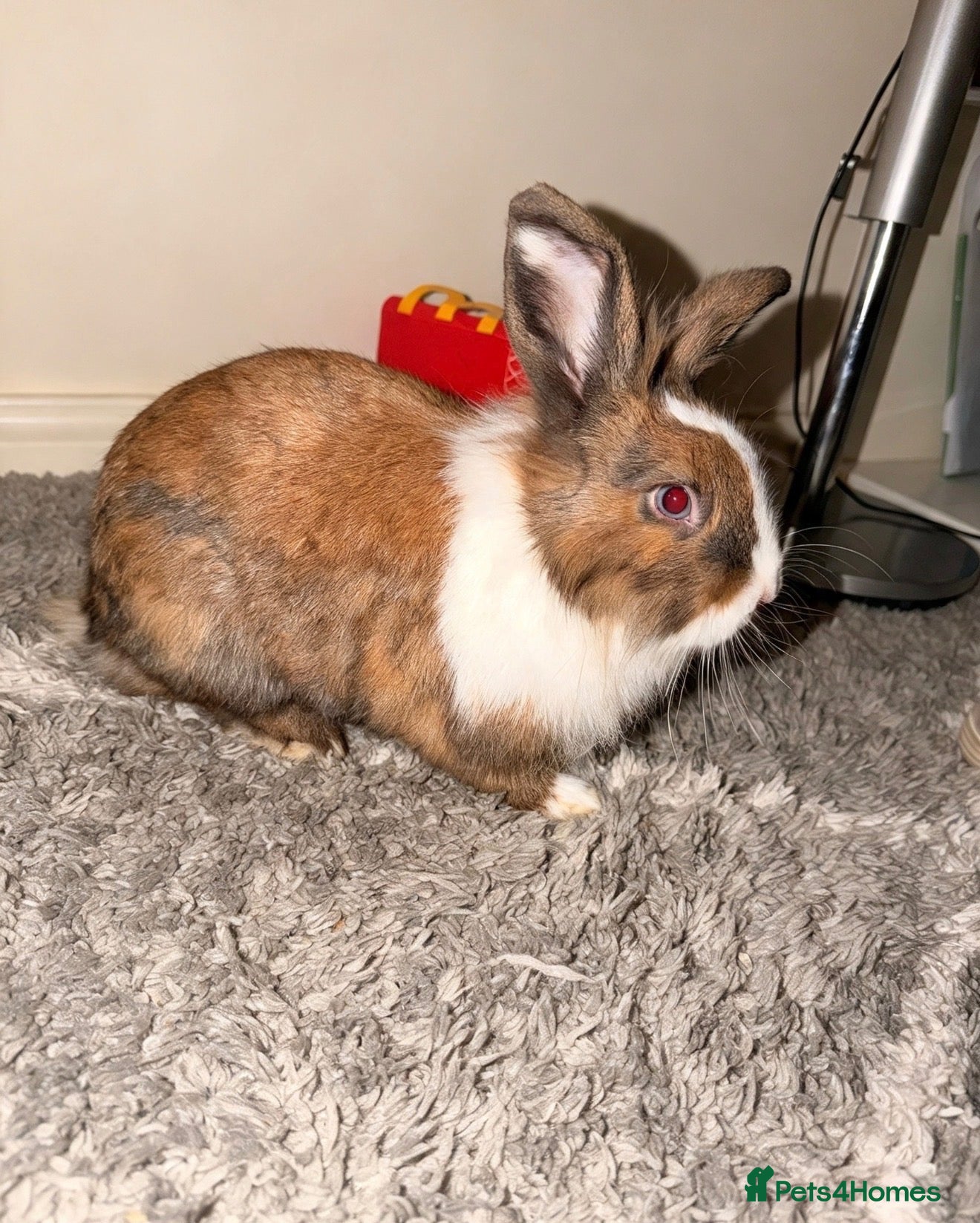 Lionhead rabbits Lionheas rabbit  - Advert 2