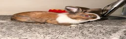Lionhead rabbits for sale: Lionheas rabbit  in Stalybridge - Advert 1