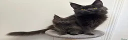 Maine Coon cats for sale: Pedigree GCCF Russian Kazakhstan import line - Advert 24