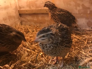 Quail poultry - Advert 15