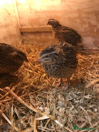 Quail poultry - Advert 12