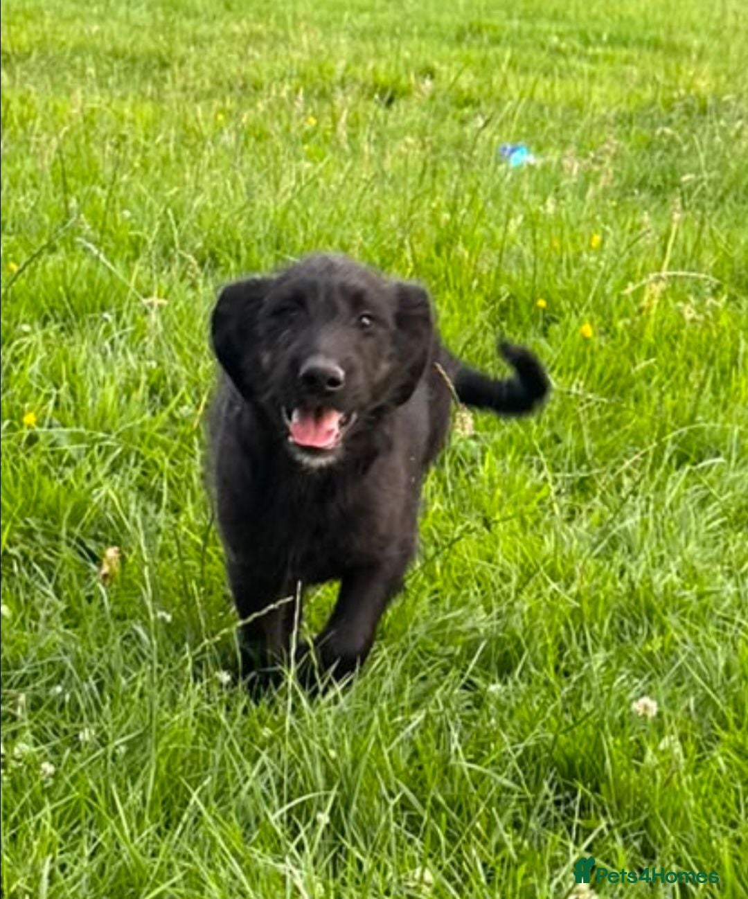 Mixed Breed dogs 3 gorgeous bouncy boys - Advert 3