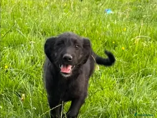 Mixed Breed dogs 3 gorgeous bouncy boys - Advert 3