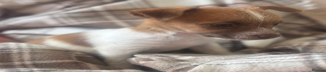 Puppy 2