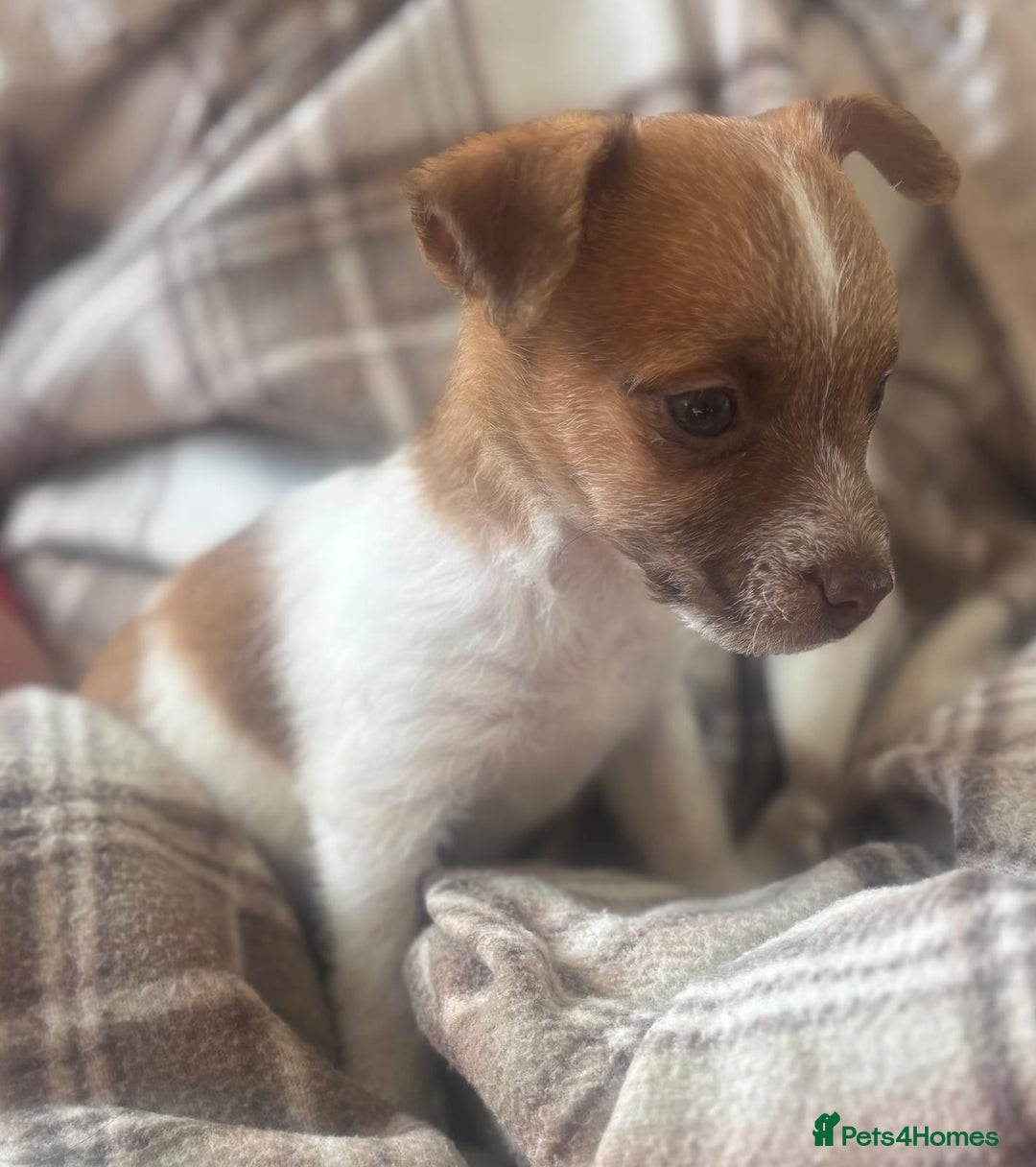 Mixed Breed dogs for sale: Jack Russell terrier puppies  - Image 2