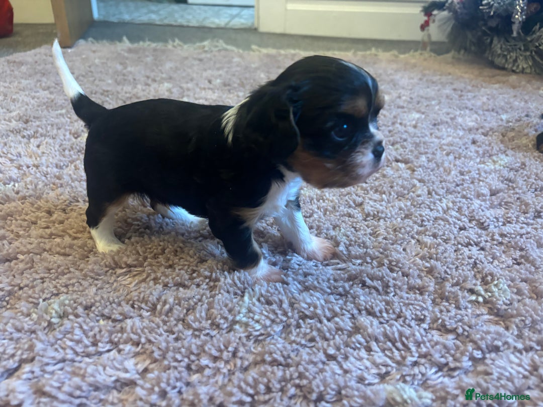 Cavalier King Charles Spaniel dogs for sale: Two beautiful kc boys  - Advert 15