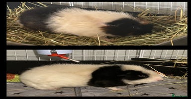 Guinea Pig rodents Guinea Pigs  - Advert 4