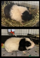 Guinea Pig rodents Guinea Pigs - Advert 3