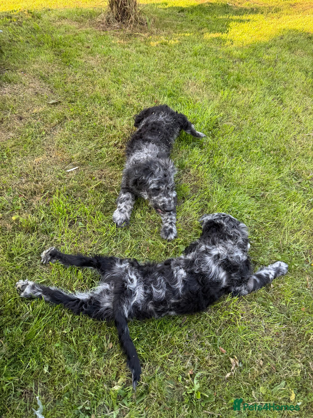 Goldendoodle dogs for sale:  F1b golden doodle puppies ready to go.  in Llandeilo - Image 20