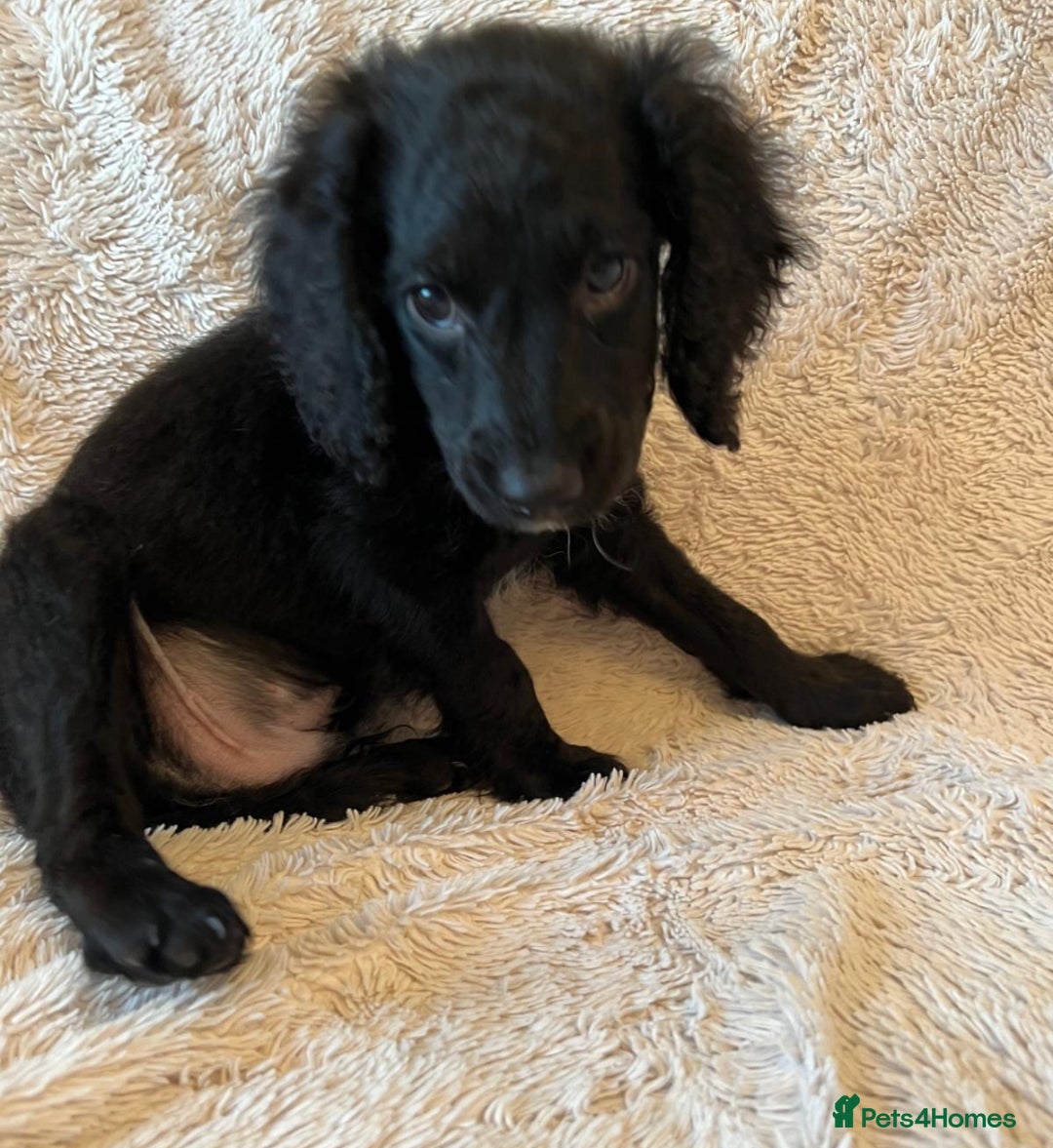 Cockapoo dogs for sale: Cockapoo f2 type - Image 6