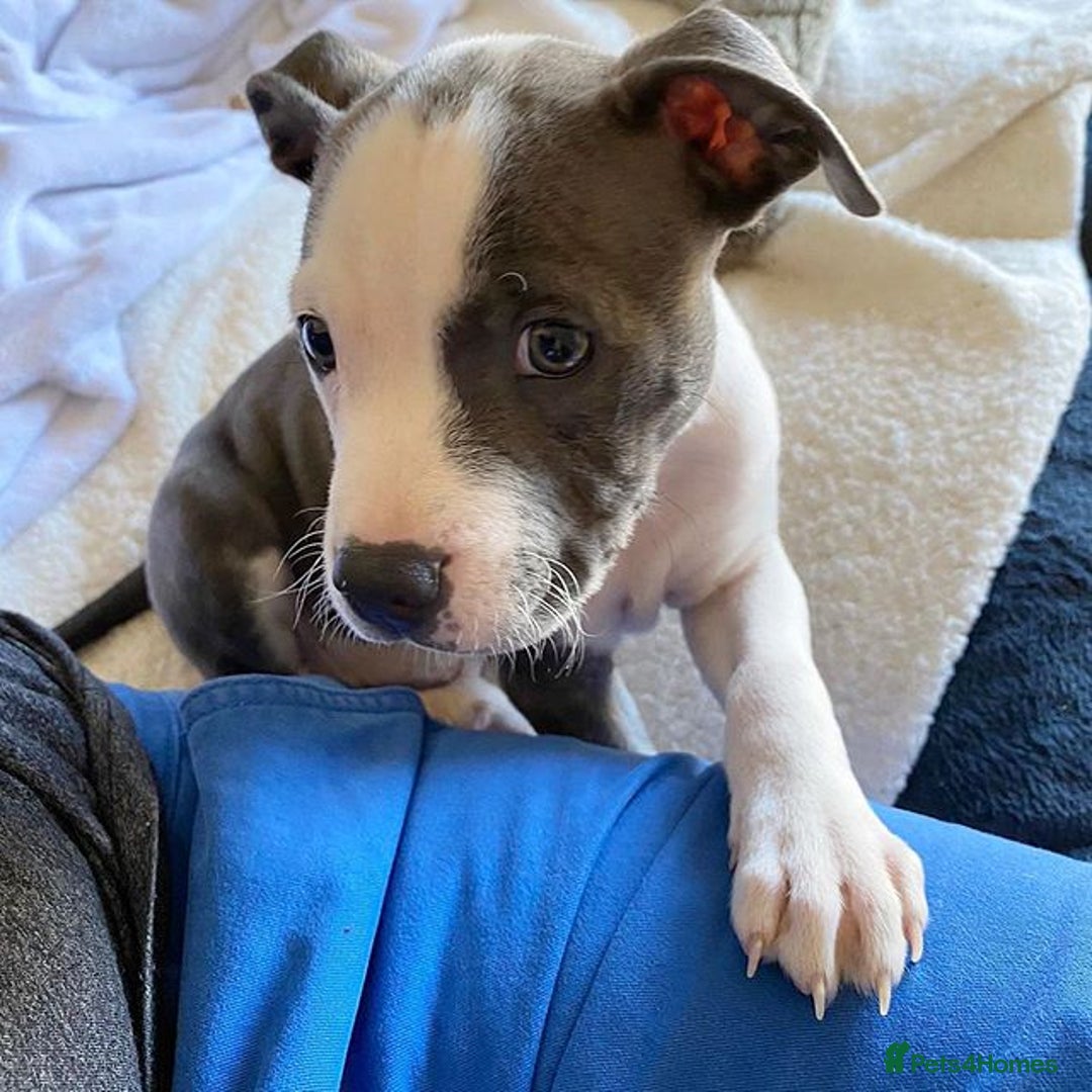 Staffordshire Bull Terrier dogs for sale: KC Reg Blue Staffordshire Bull Terrier Puppies - Image 3
