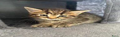 Milo