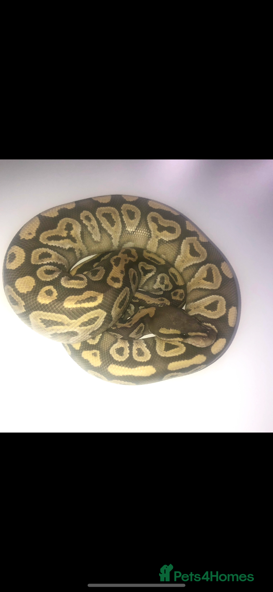 Python Snake reptiles Orange Ghost Mojave Female Royal Python - Advert 1