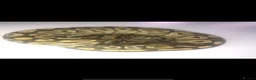 Python Snake reptiles for sale: Orange Ghost Mojave Female Royal Python - Advert 1