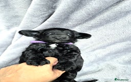 Cockapoo dogs for sale: Cockapoo Puppies Extensive Health Tested - Image 21