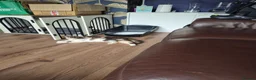 Domestic Shorthair cats for sale: Kittens looking for forever home - Advert 7