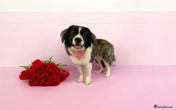 Caucasian Shepherd Dog dogs for sale: Caucasian Shepherd  - Image 2