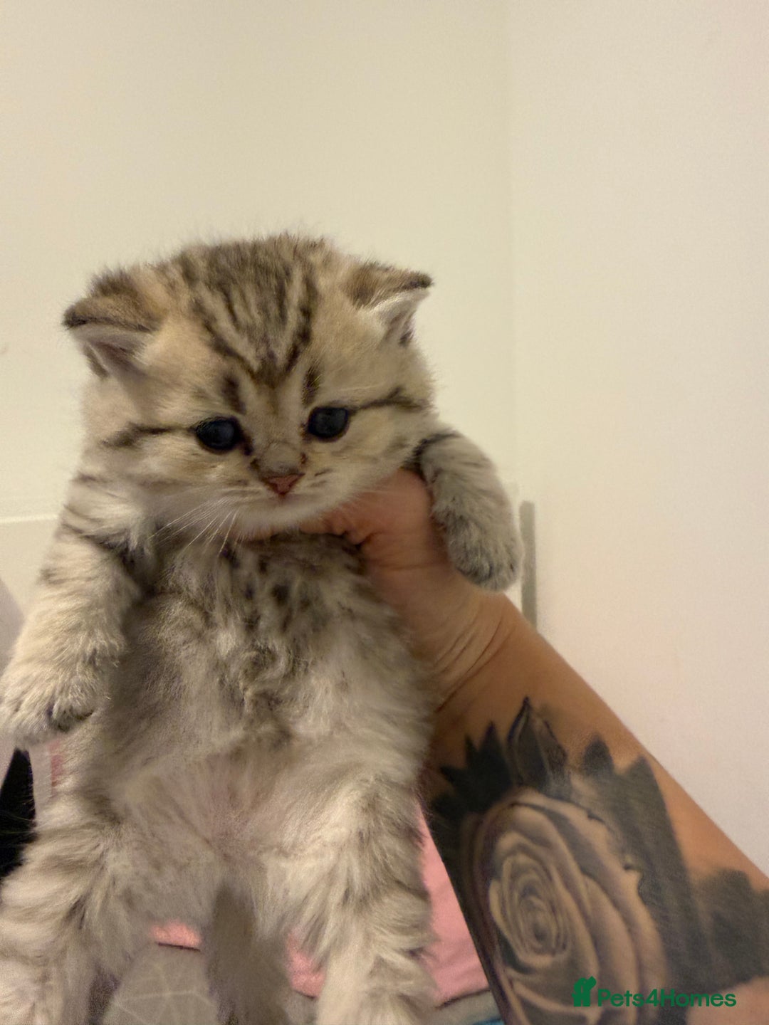 British Shorthair cats for sale: British shorthair kitten  - Advert 10