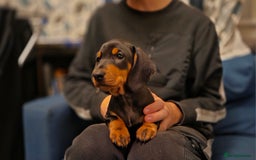 Dachshund dogs for sale: Standard Smooth Dachshund puppy - Image 1