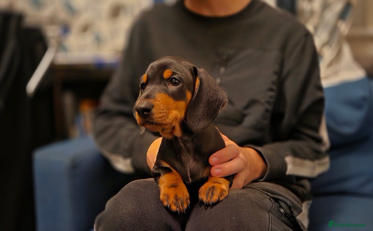 Dachshund dogs - Advert 2