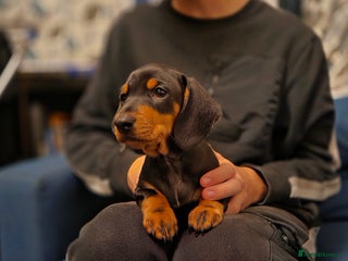 Dachshund dogs - Advert 29