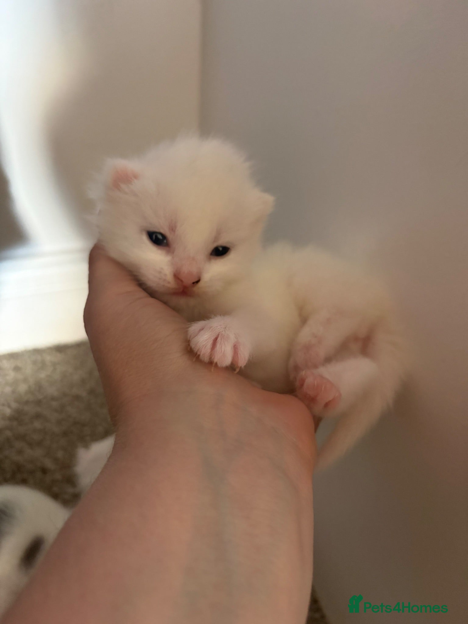 Mixed Breed cats Ragdoll X kittens last white boy left  - Advert 20