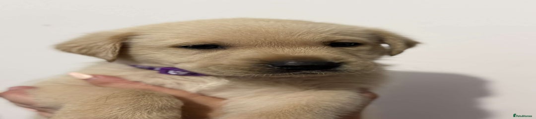 Labrador Retriever Puppy 4