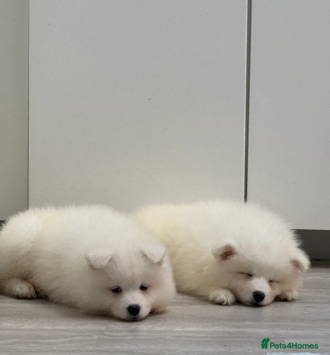 Samoyed dogs for sale: Samoyed Puppies - Advert 2